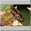 Tropida scita - Keulengrashalmschwebfliege w06.jpg